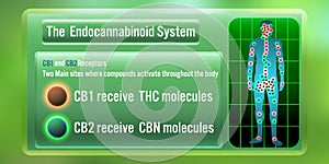 The Human body endocannabinoid system,cb1, and cb2 receives THC, CBN Molecules. illustration