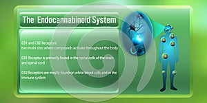 The Human body endocannabinoid system,cb1,cb2 receptors.vector illustration