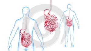 Human Body GI tract X-ray effects Loop Rotation. 3d render