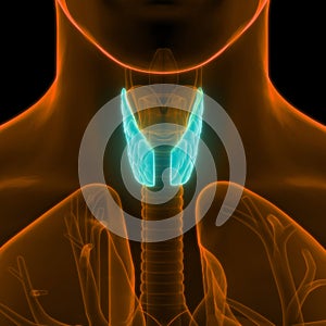 Human Body Glands Lobes of Thyroid Gland Anatomy