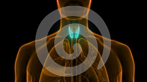 Human Body Glands Lobes of Thyroid Gland Anatomy