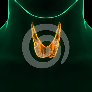 Human Body Glands Thyroid Gland Anatomy