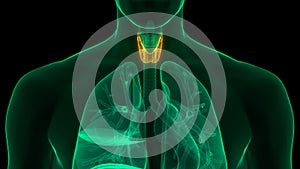 Human Body Glands Thyroid Gland Anatomy