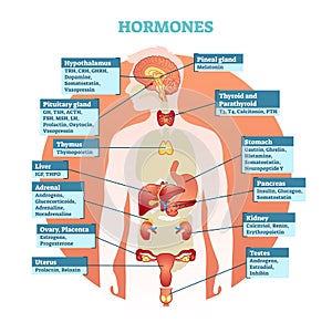 Human body hormones vector illustration diagram, human organ collection. Educational medical information.