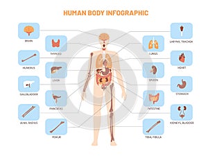 Human body infographic. Anatomy medical scheme with internal organs, kidney stomach lungs. Vector educational biology