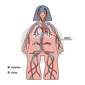 Human body infographic. Circulatory system, heart and blood vessels