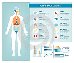 Human body infographics