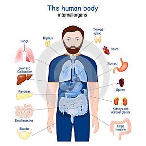 Human body. internal organs anatomy