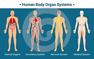 Human Body Organ Systems Poster photo