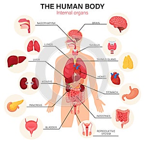 Human body internal organs diagram flat infographic poster with icons image names location and definitions vector illustration.