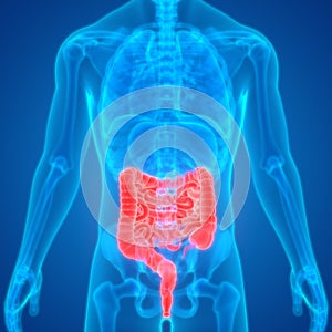 Human Body Internal Organs Digestive System Large and Small Intestine Anatomy