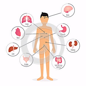 Human body with internal organs. Human body health care infographics.