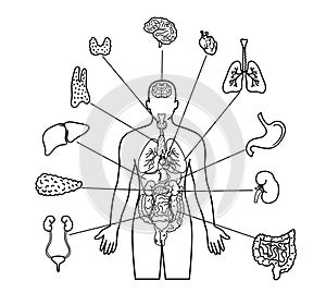 Human body and internal organs illustration line art