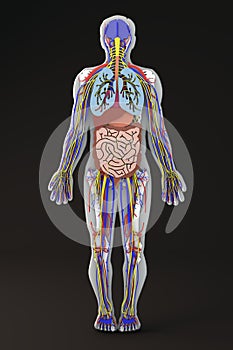 The human body, internal organs section, digestive system