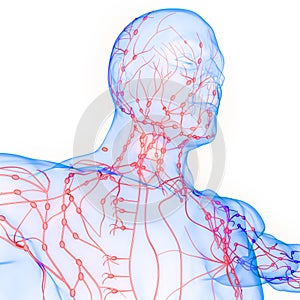 Human Body Internal system Lymph Nodes Anatomy