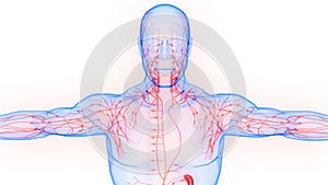 Human Body Internal system Lymph Nodes Anatomy