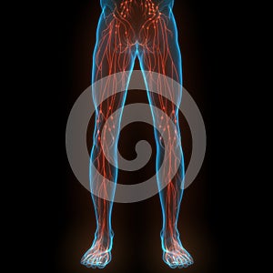 Human Body Internal system Lymph Nodes Anatomy