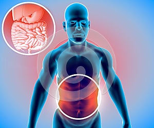 Human body, man, digestive system, anatomy. Intestine. Enlargement on the abdominal sector photo