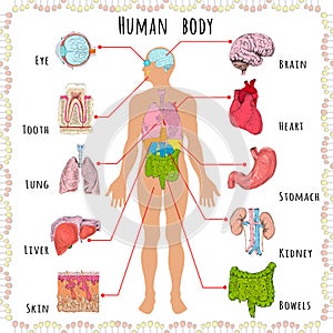 Human body medical demographic