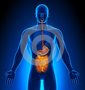Medical Imaging - Male Organs - Guts