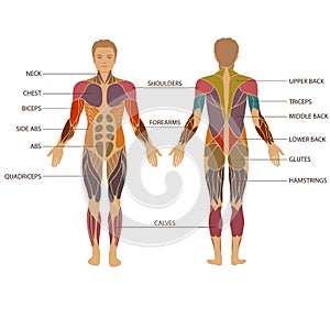 Human body, muscle