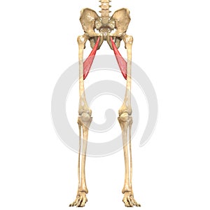 Human Body Muscles Anatomy (Adductor longus)