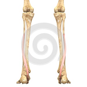 Human Body Muscles Anatomy (Flexor Hallucis Longus) photo