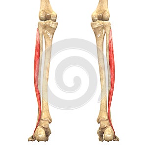 Human Body Muscles Anatomy (Peroneus Longus)