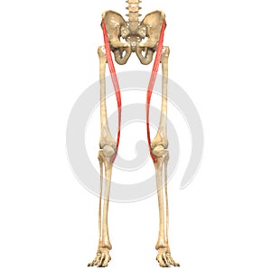 Human Body Muscles Anatomy Sartorius photo
