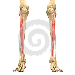 Human Body Muscles Anatomy (Tibialis Anterior)