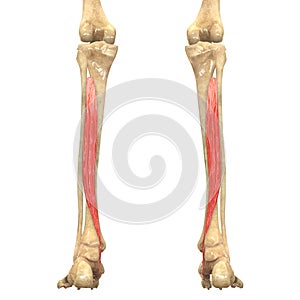 Human Body Muscles Anatomy (Tibialis Posterior)