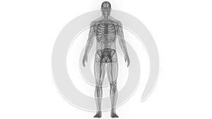 Human Body Nervous System Anatomy