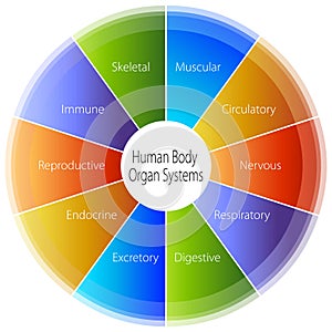 Human Body Organ Systems Chart