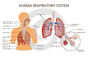 Human Body Organ Systems Colored Composition
