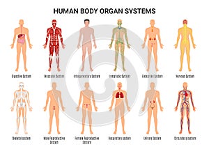 Human Body Organ Systems Poster