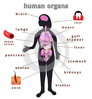 Human body organs