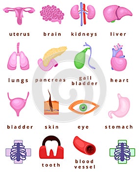 Human body organs