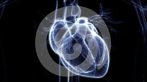 Human Body Organs Cardiovascular System with Heart Anatomy photo