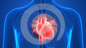 Human Body Organs Circulatory System Heart Anatomy