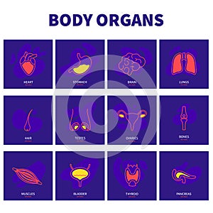 Human body organs contemporary line icon set