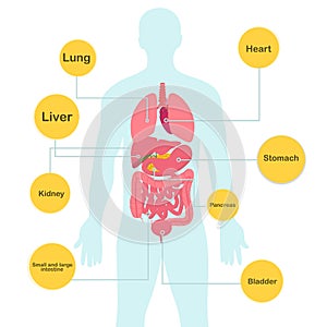 Human body and organs with description in vector image