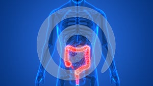 Human Body Organs Digestive system Large Intestine Anatomy