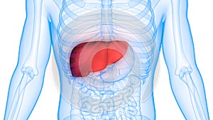 Human Body Organs Digestive system Liver Anatomy