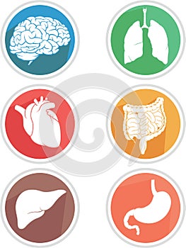 Human Body Organs Icon