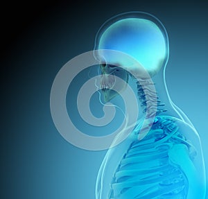 The human body (organs) by X-rays on blue background