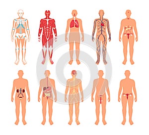 Human body and organs in flat design