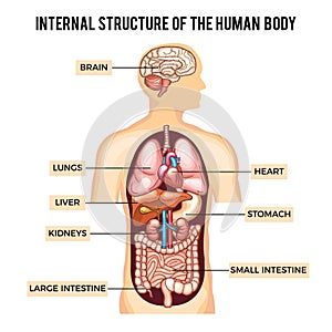 Human body and organs systems. Vector infographic