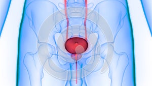 Human Body Organs Urinary System Bladder Anatomy