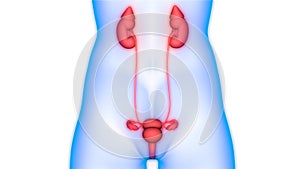 Human Body Organs Urinary System Kidneys Anatomy