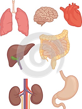 Hombre cuerpo cerebro pulmones corazón hígado intestinos 